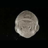 https://www.saferparty.ch/warnungen/super-mario-mdma-310125