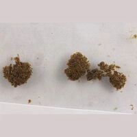 https://www.saferparty.ch/warnungen/haschisch-mit-delta-8-thc-c2006
