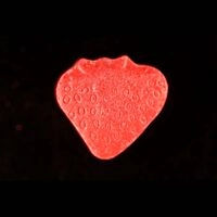 https://www.saferparty.ch/warnungen/erdbeere-mdma-l1963