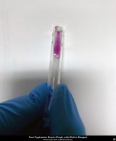 Tryptamine with Ehrlich reagent