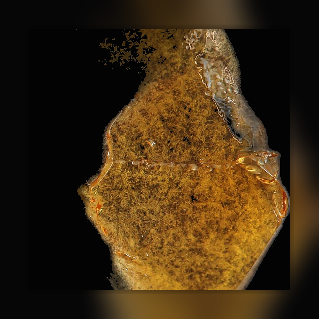 Delta-8 cannabis oil