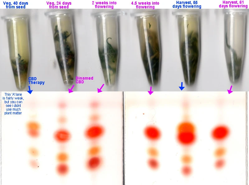 Six extraction tubes in a row labelled from forty days of vegetative growth through to harvest at sixty-one days of flowering, with arrows running down to six lanes on two testing cards. The early lanes are faint, the harvest lanes carry large orange and red spots