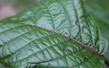 A green kratom leaf, Mitragyna speciosa, in close-up