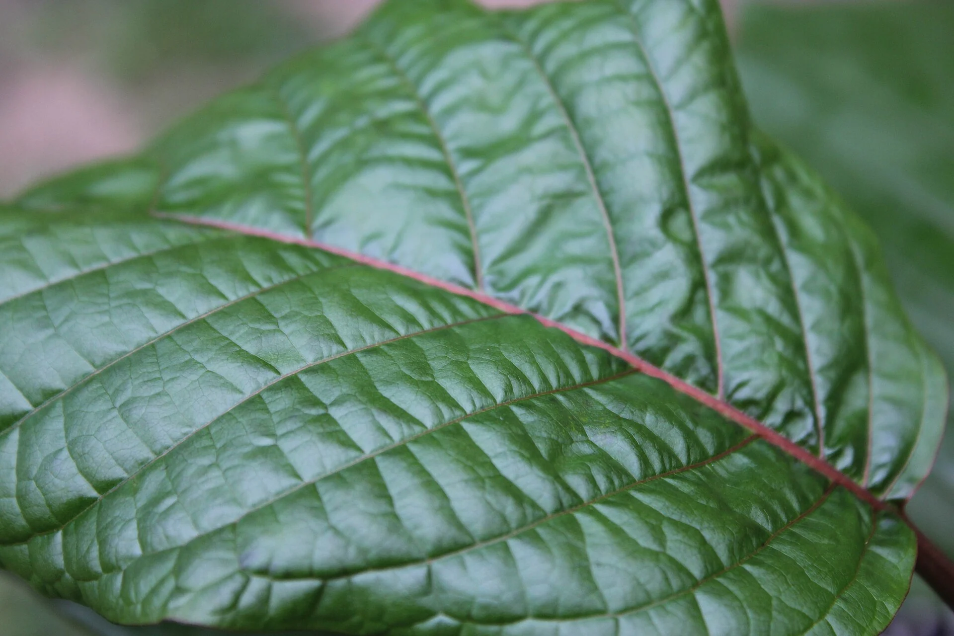 A green kratom leaf, Mitragyna speciosa, in close-up