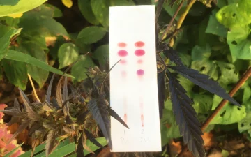 Cannabis flower beside a PRO Test cannabinoid test kit