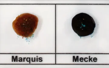 How to detect methamphetamine or amphetamine in MDMA