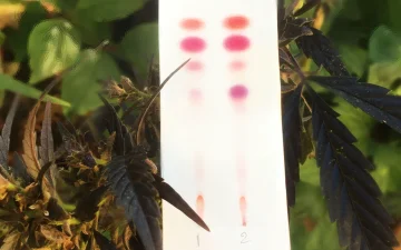 How to test CBD flowers, hash and oils?