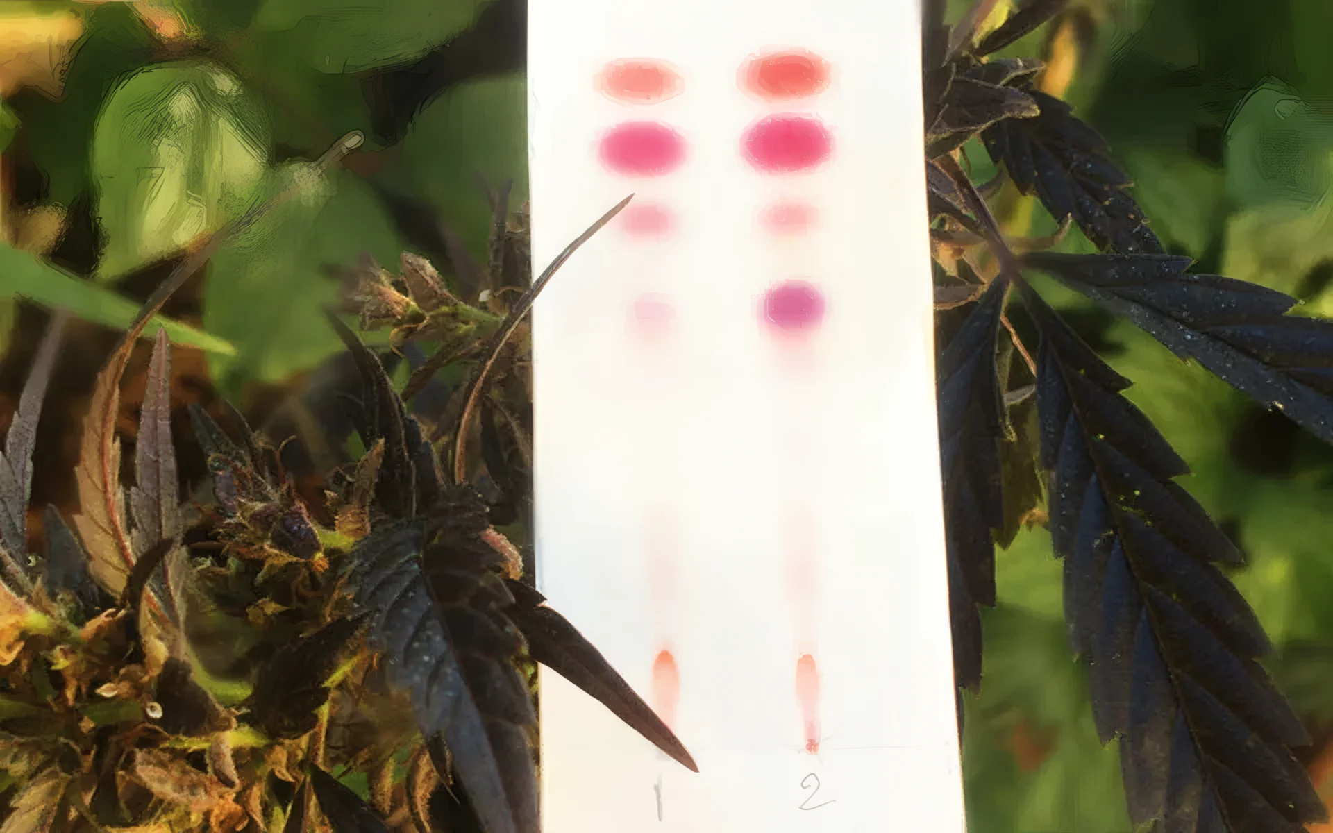 How to test CBD flowers, hash and oils?