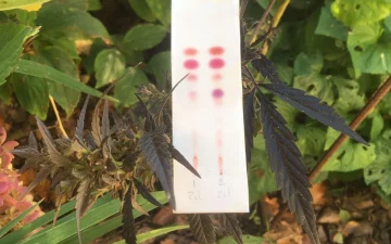 How to test THC / CBD?