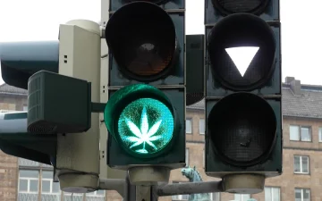 What is in cannabis and CBD products?