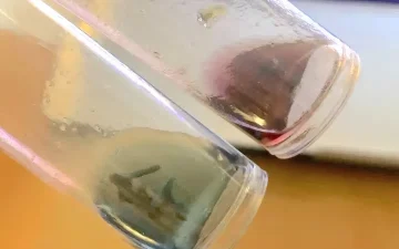 What is in your vape?