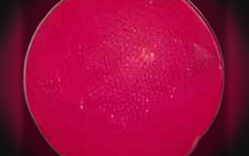 Polvo pills (2C-B)