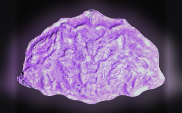 Shell pills (Ecstasy / MDMA)