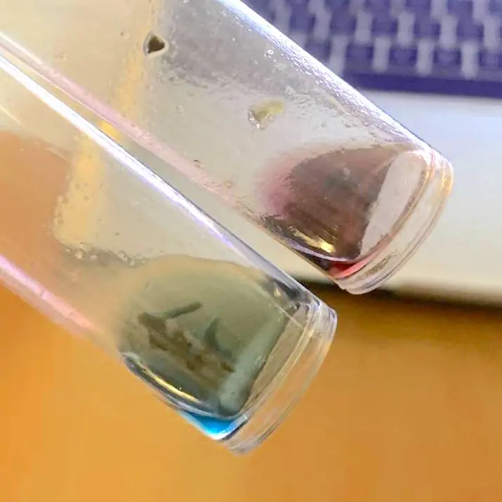 Two clear plastic test tubes held at an angle, the upper one holding pink-violet liquid and the lower one holding blue-green liquid with plant fragments visible